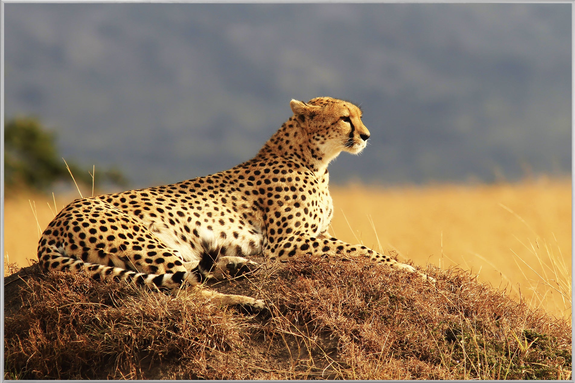Picture &amp; Frame Cheetah