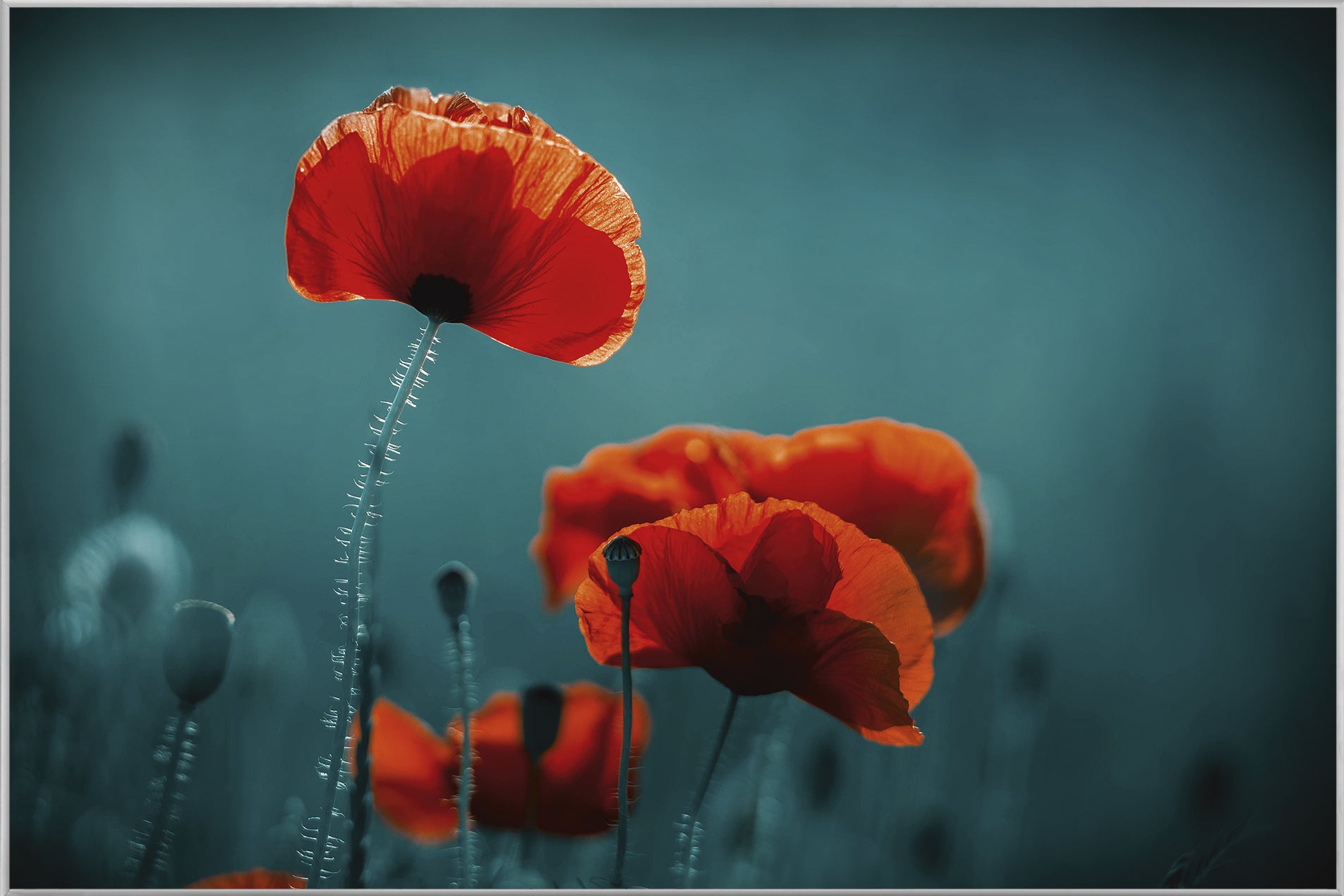 Picture &amp; Frame Poppies 5