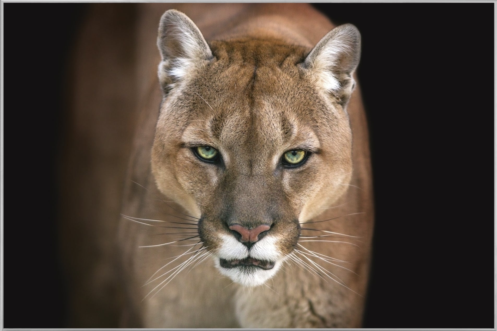 Picture &amp; Frame Puma