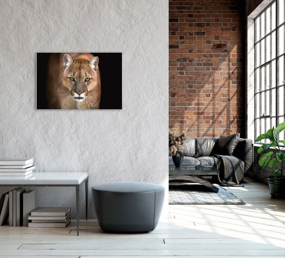 Picture &amp; Frame Puma