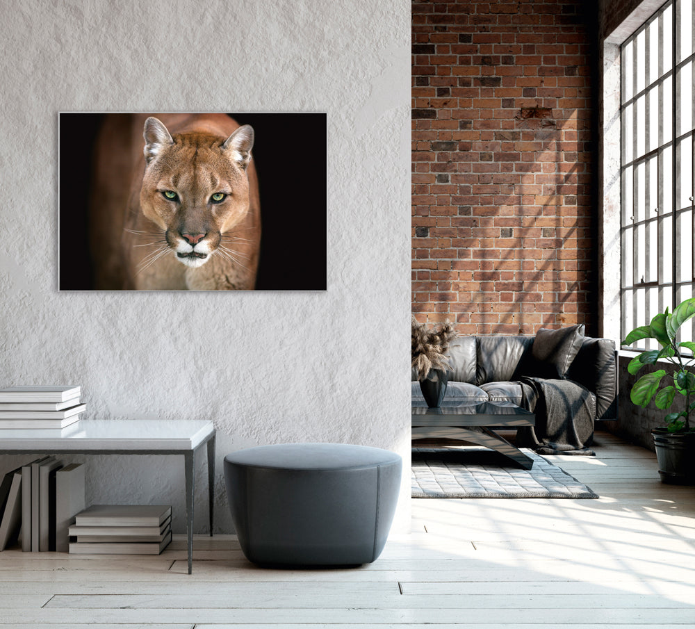 Picture &amp; Frame Puma