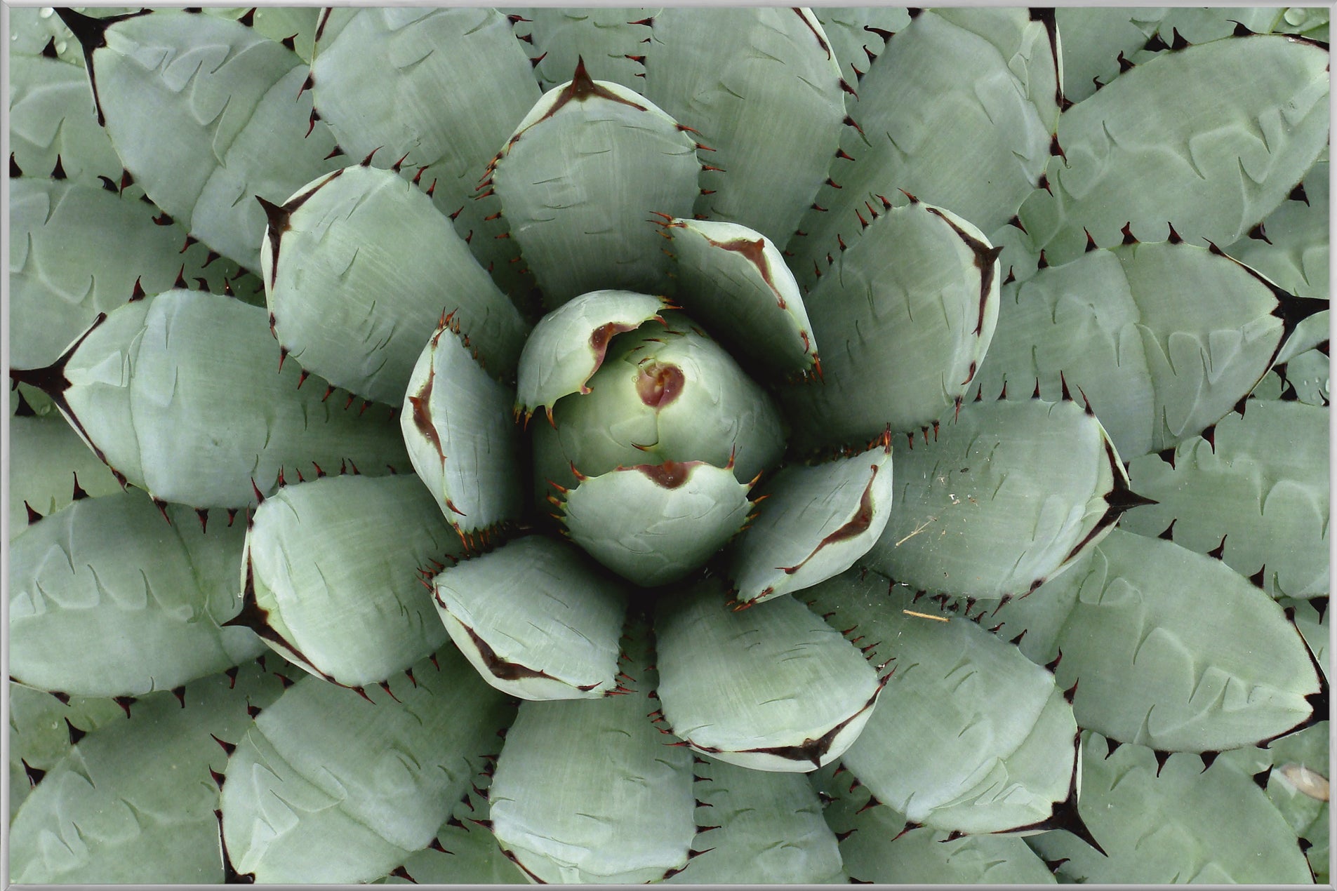 Picture &amp; Frame Agave