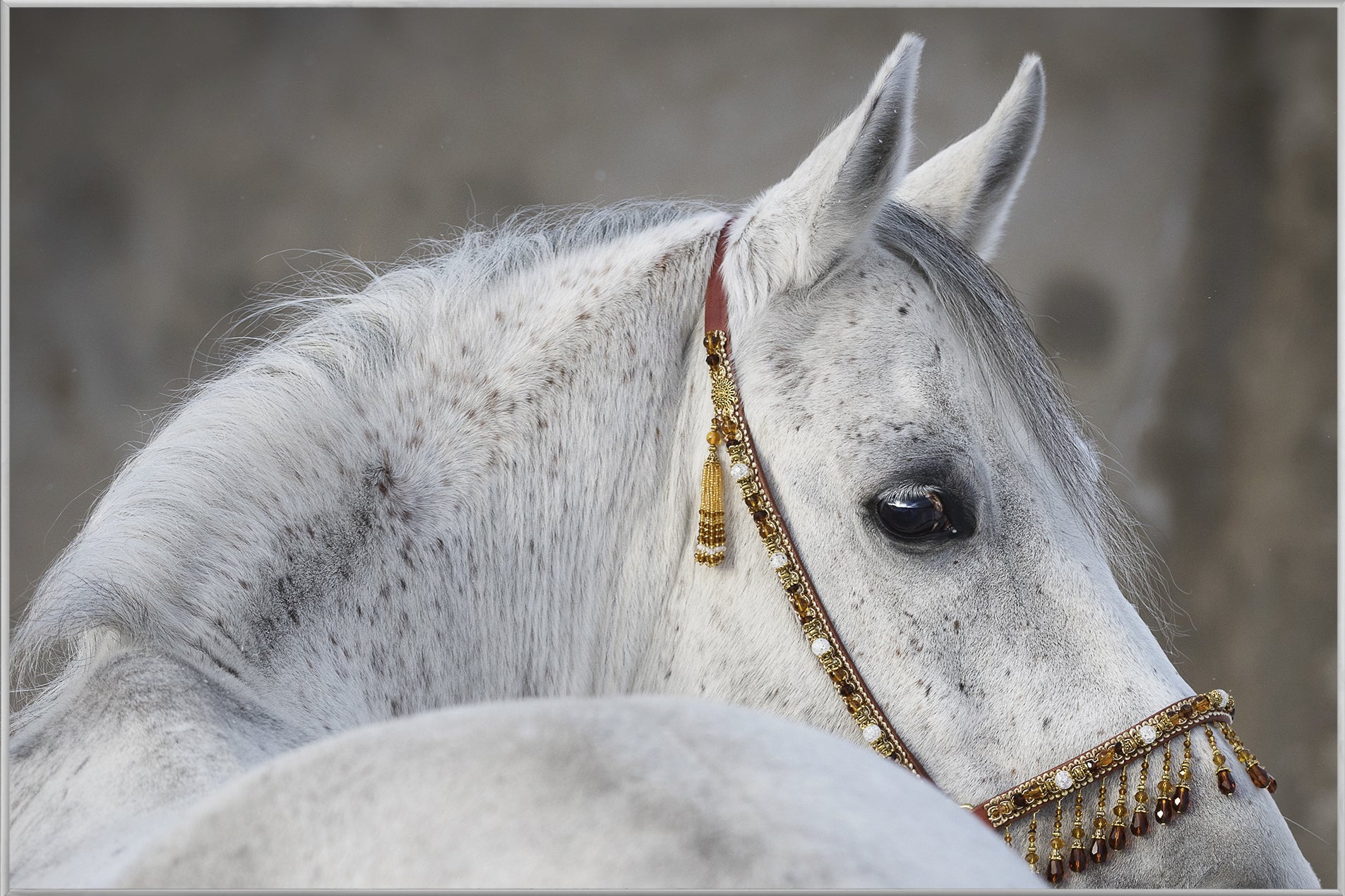 Picture &amp; Frame Arabian Stallion