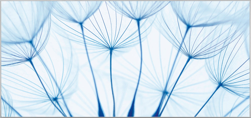 Image et cadre de pissenlits en bleu