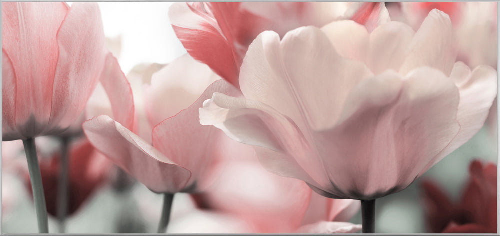 Image et cadre fleurs en rose