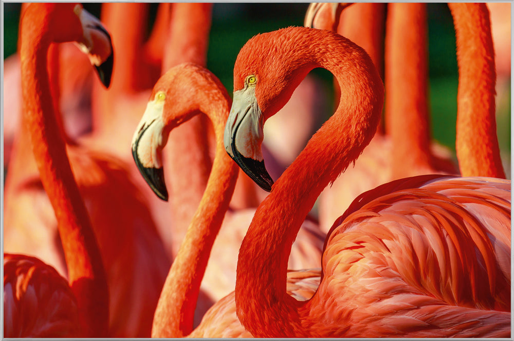 Picture &amp; Frame Flamingos
