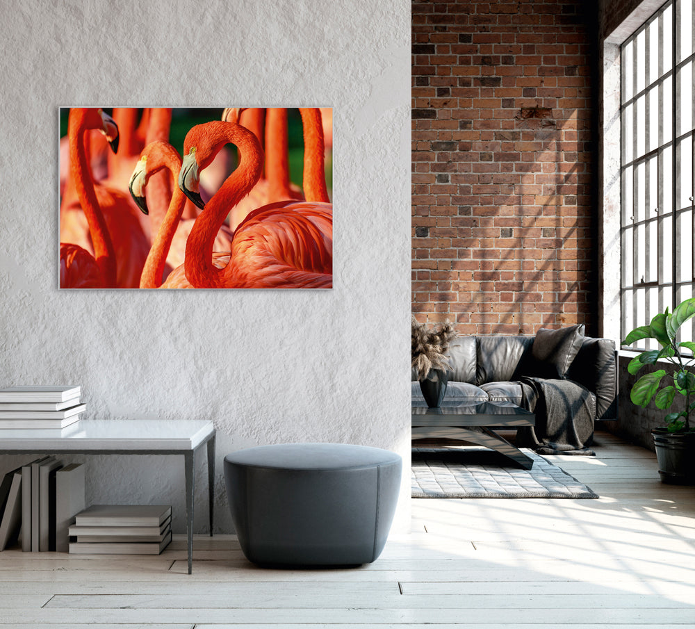 Picture &amp; Frame Flamingos