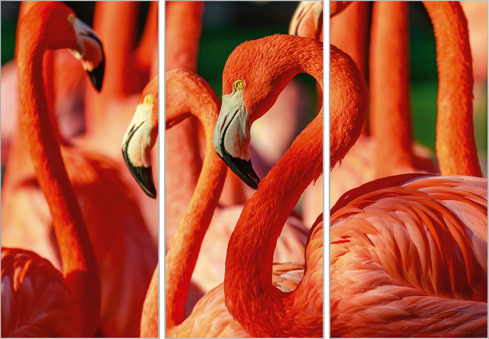 Picture &amp; Frame Flamingos