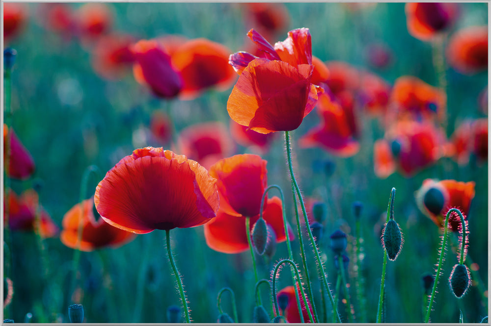 Picture &amp; Frame Poppy Field