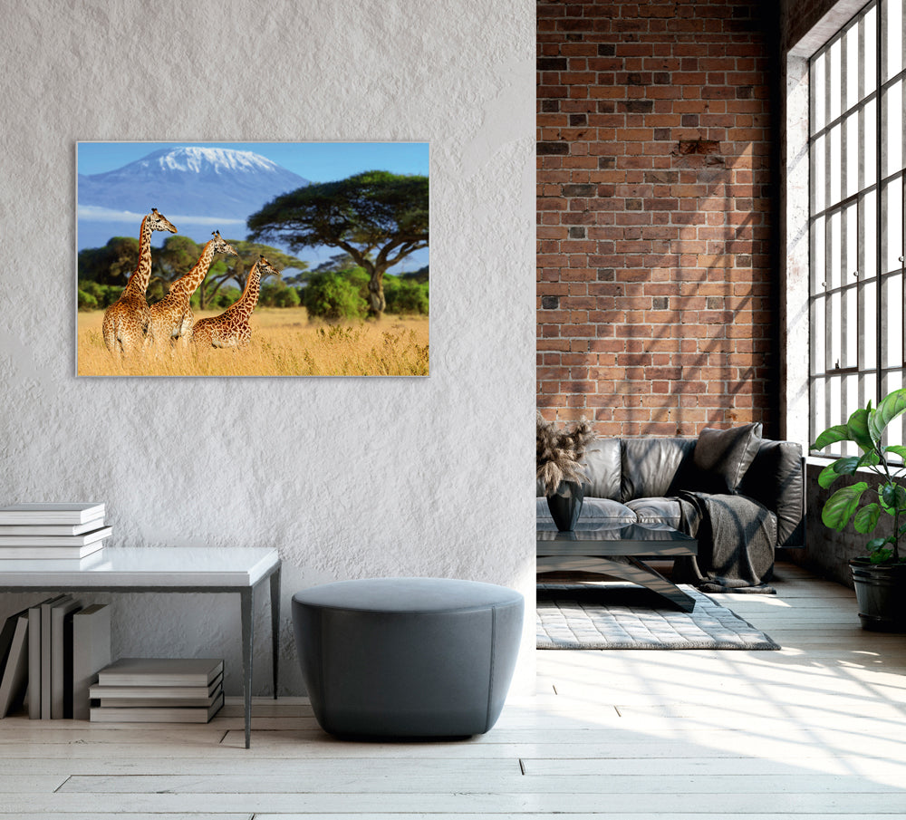 Picture &amp; Frame Giraffes in the Savannah