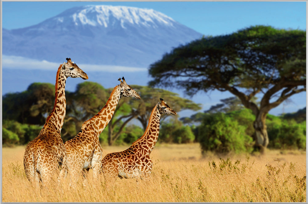 Picture &amp; Frame Giraffes in the Savannah