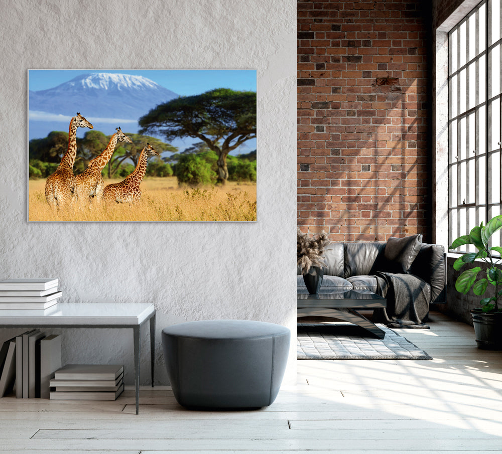 Picture &amp; Frame Giraffes in the Savannah