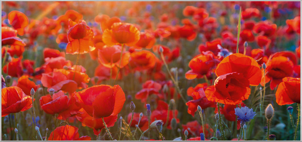 Image et cadre Coquelicots 6