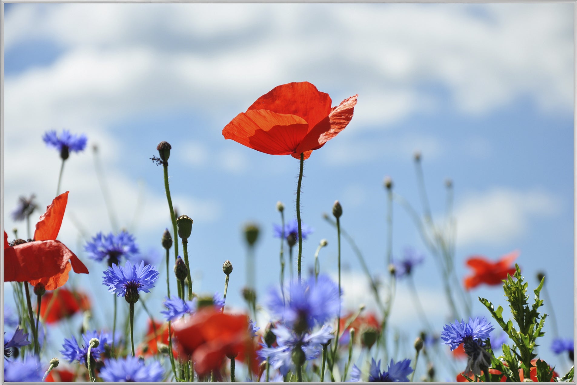 Picture &amp; Frame Flowers against a blue sky