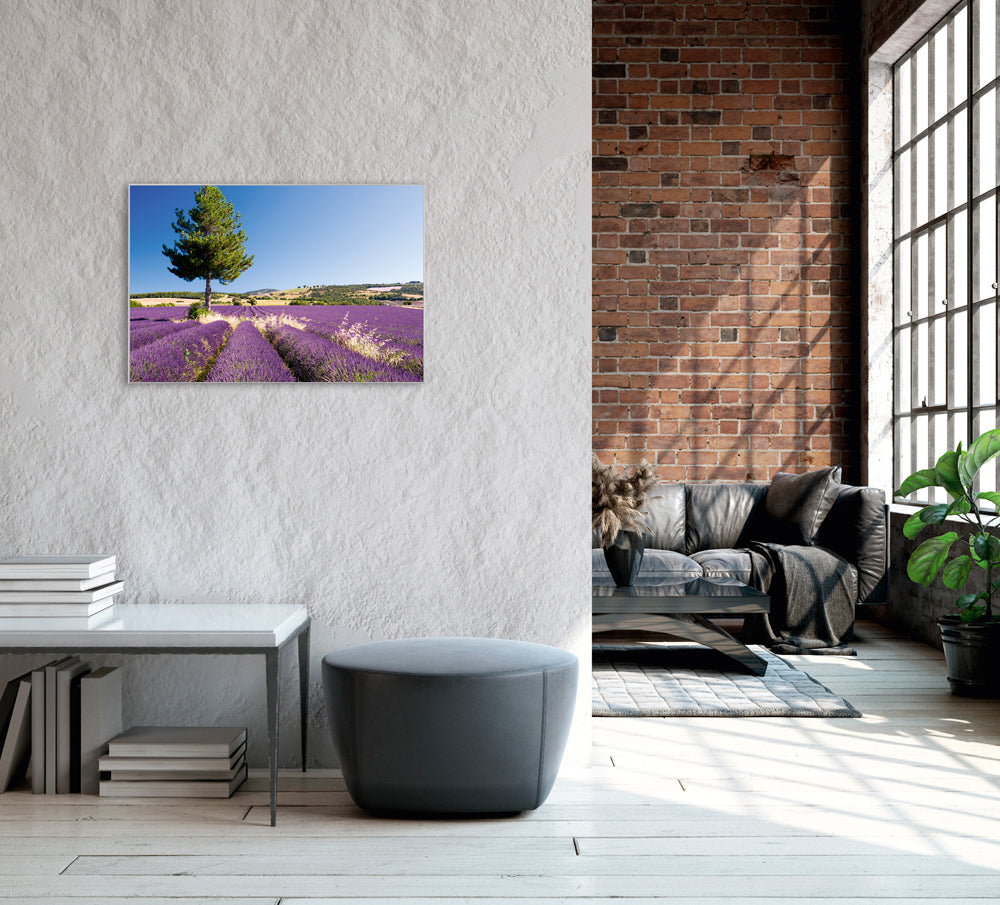 Picture &amp; Frame Lavender Field 4