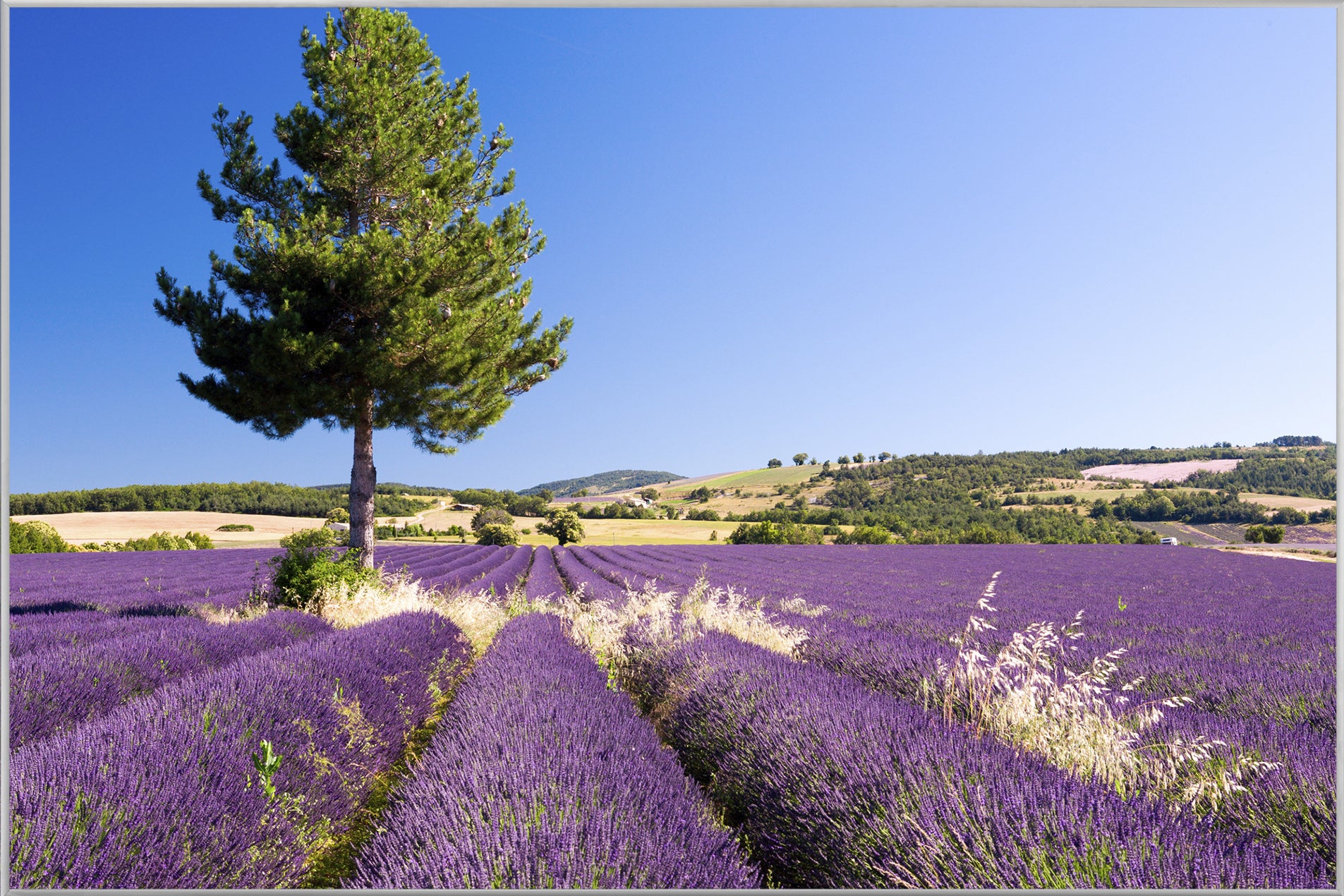 Picture &amp; Frame Lavender Field 4