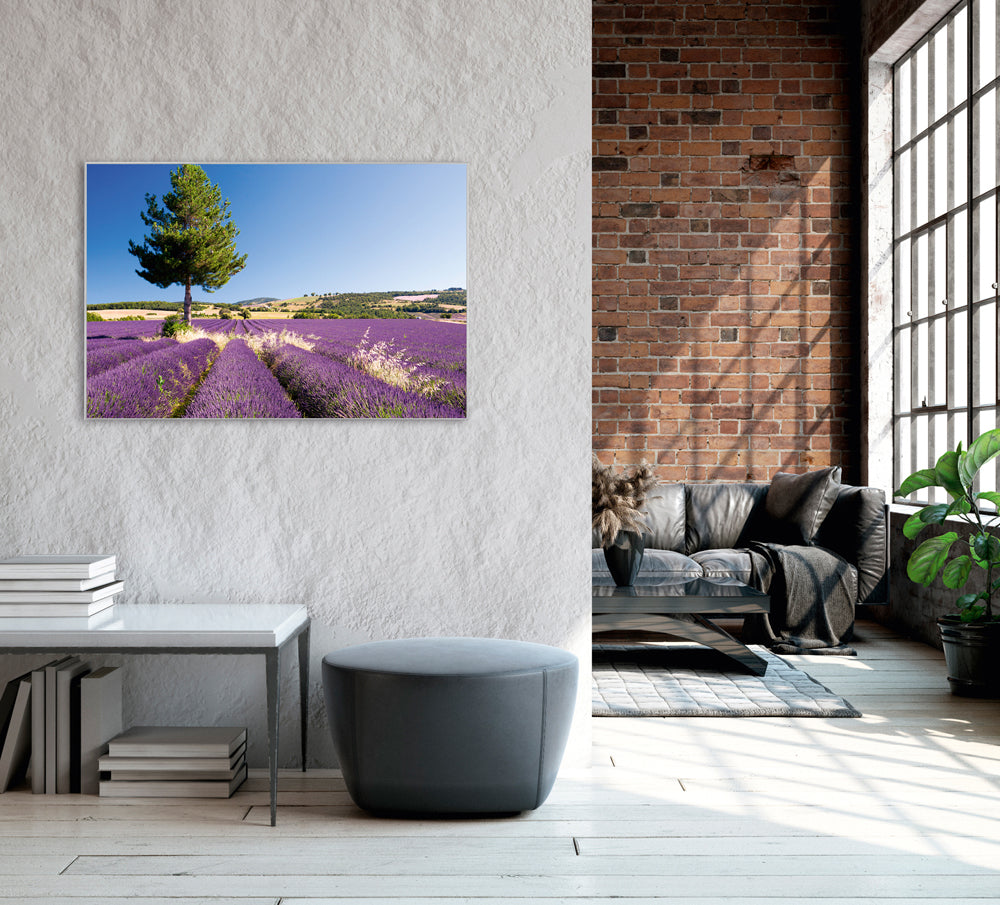 Picture &amp; Frame Lavender Field 4