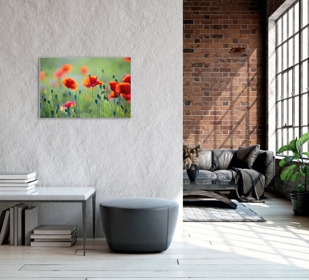 Picture &amp; Frame Poppies 1