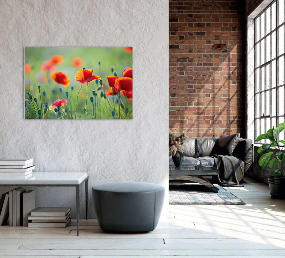 Picture &amp; Frame Poppies 1
