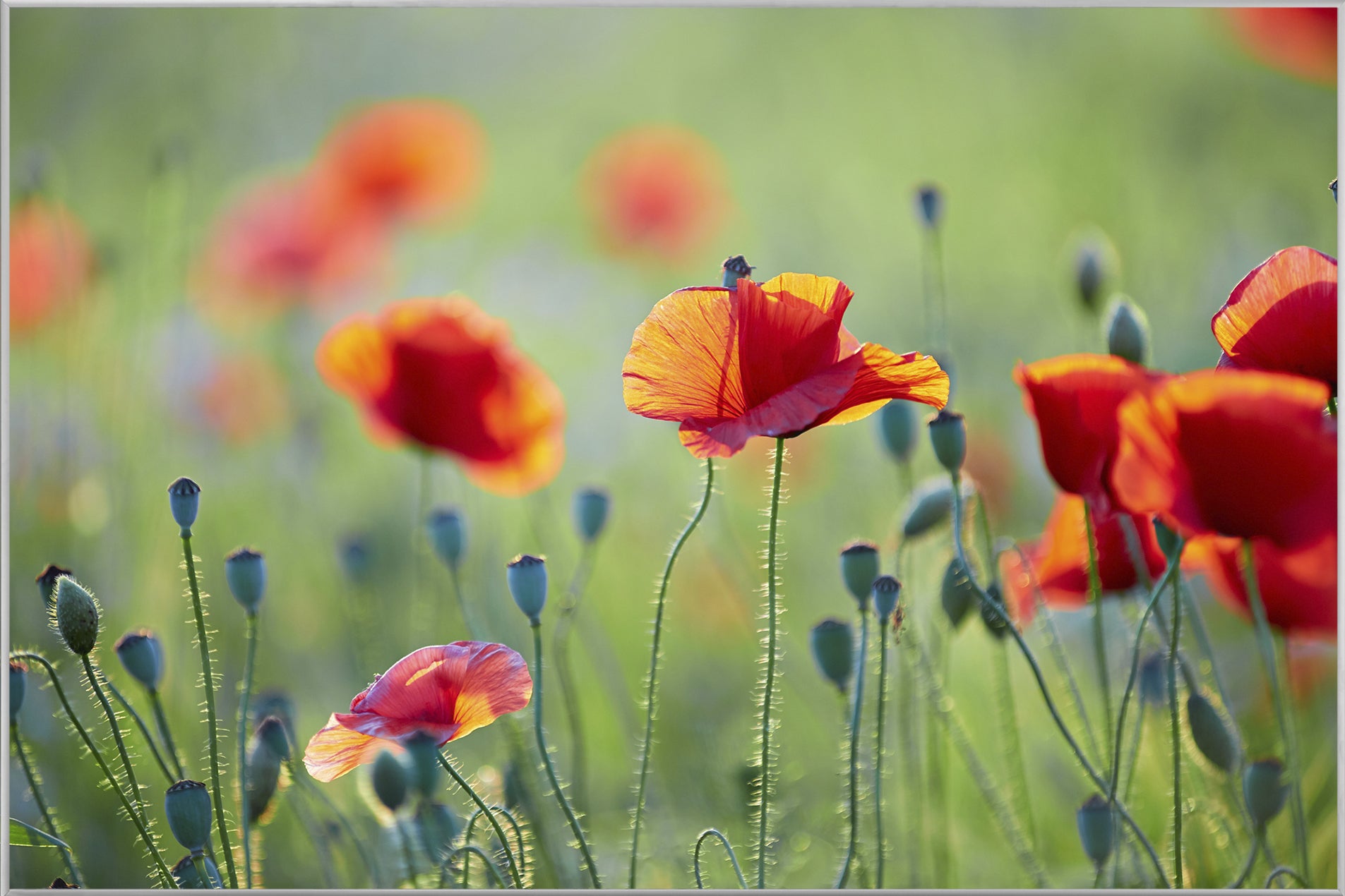 Picture &amp; Frame Poppies 1