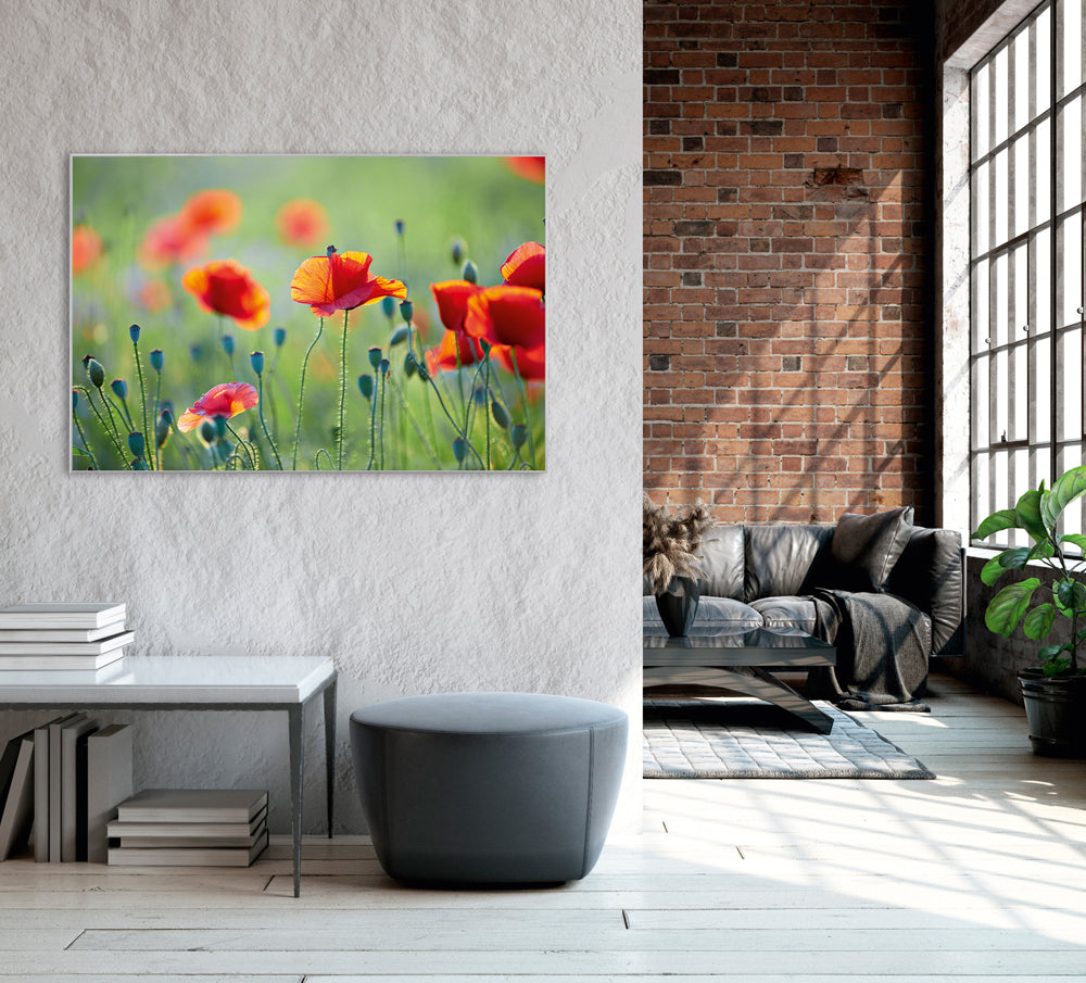 Picture &amp; Frame Poppies 1