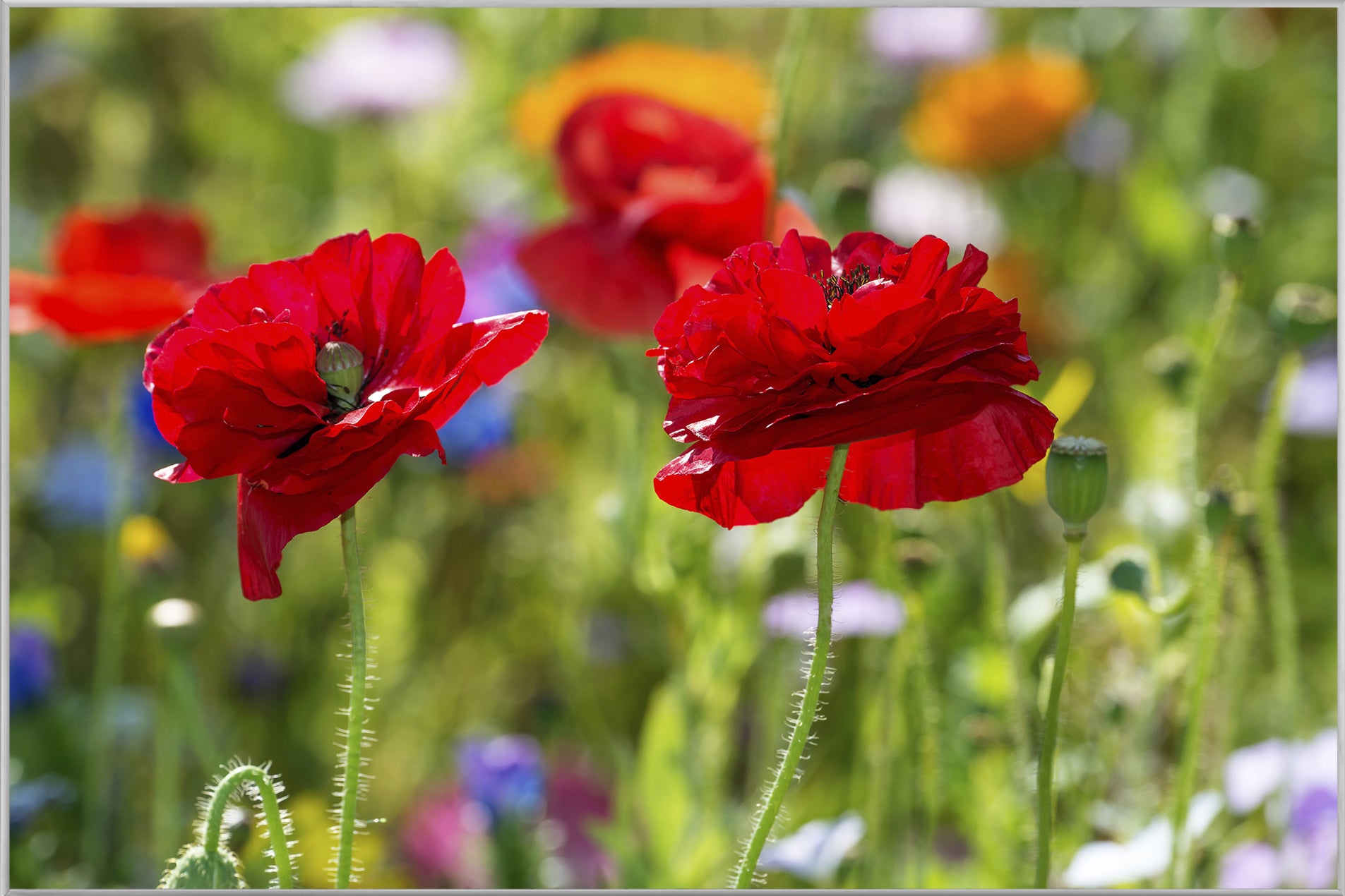 Picture &amp; Frame Poppies 2
