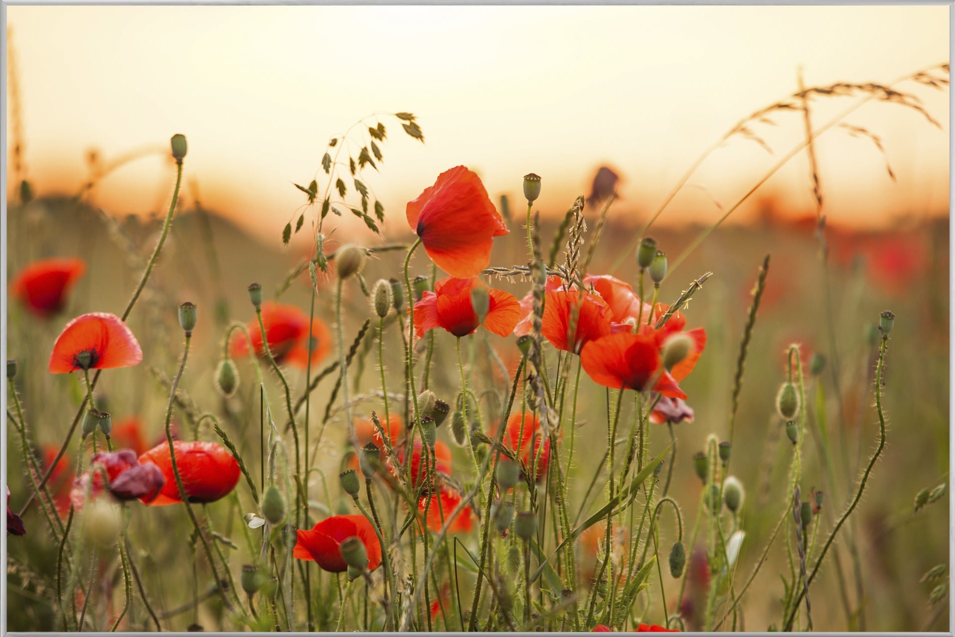 Picture &amp; Frame Poppies 3