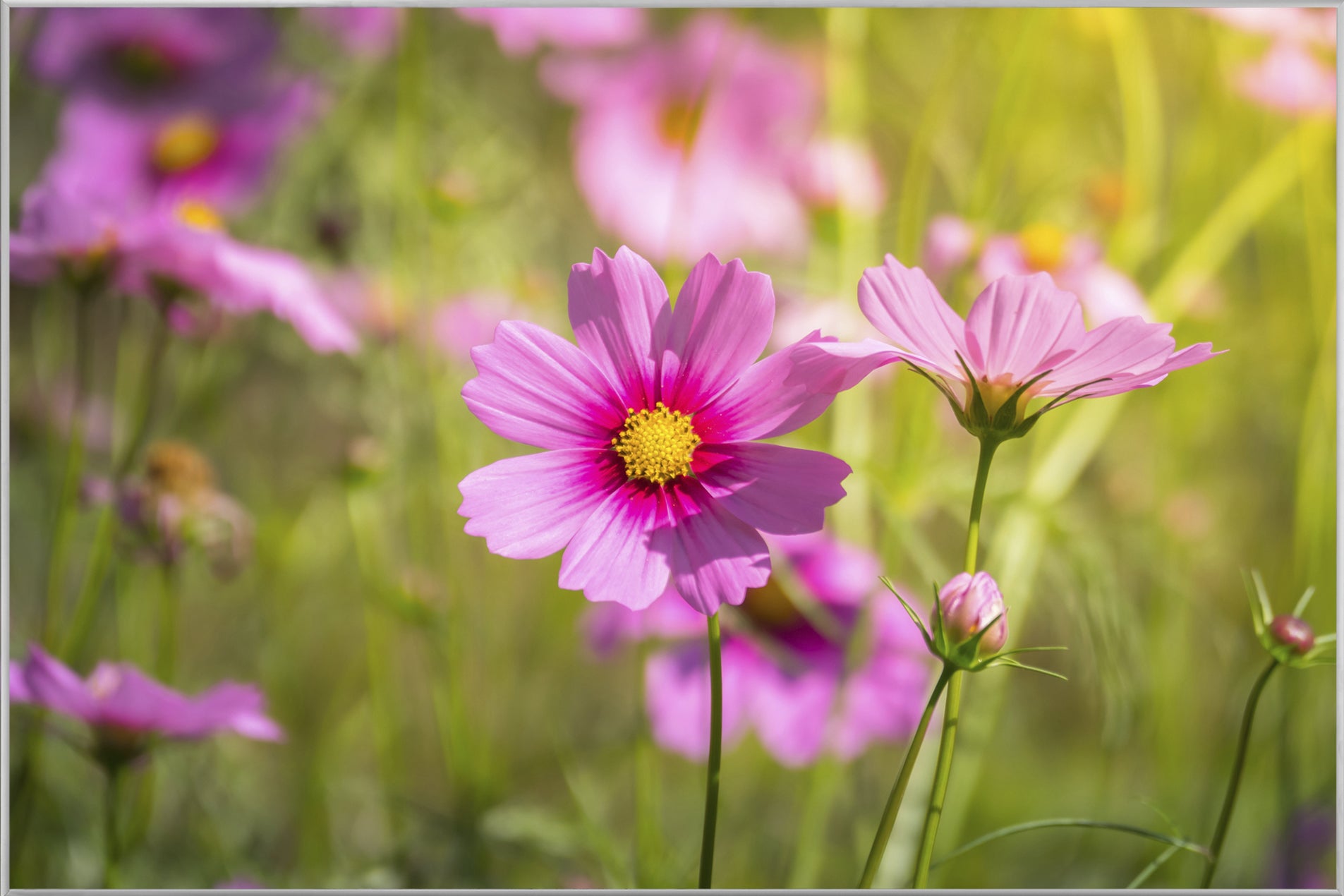 Picture &amp; Frame Delicate Pink Flowers 1