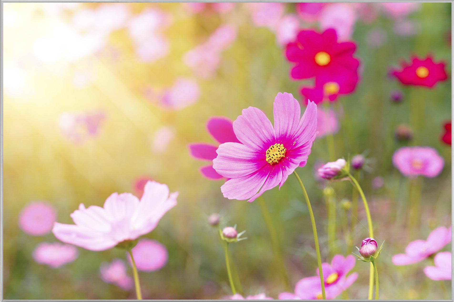 Picture &amp; Frame Delicate Pink Flowers 2