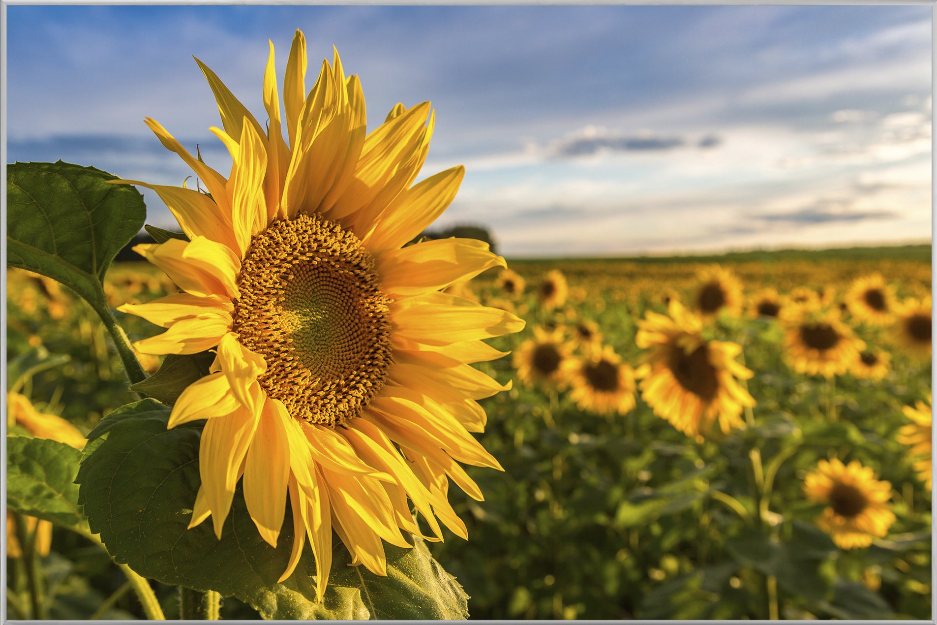 Picture &amp; Frame Sunflower Field
