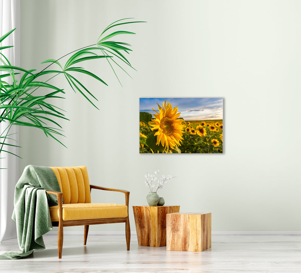 Picture &amp; Frame Sunflower Field
