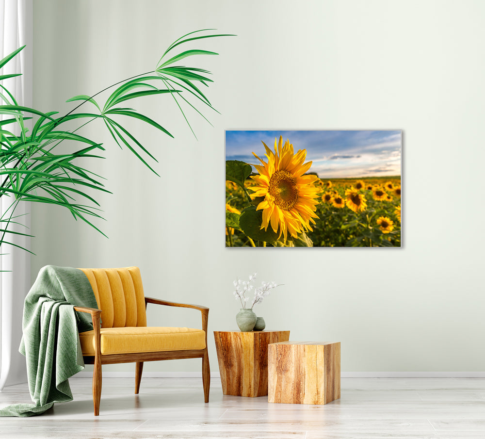 Picture &amp; Frame Sunflower Field
