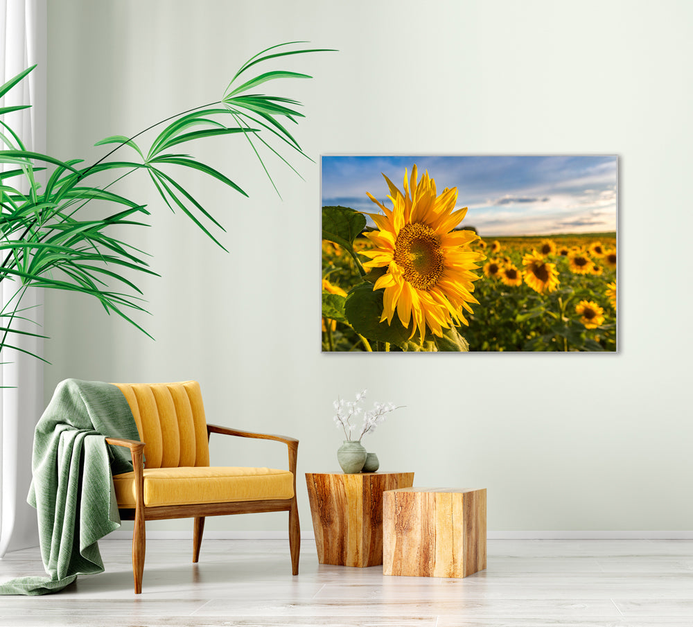 Picture &amp; Frame Sunflower Field
