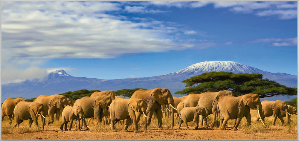 Picture &amp; Frame Large elephant family in the savannah