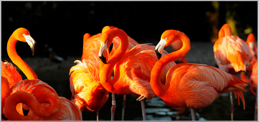 Picture &amp; Frame Flamingos