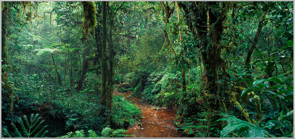 Picture &amp; Frame In The Jungle