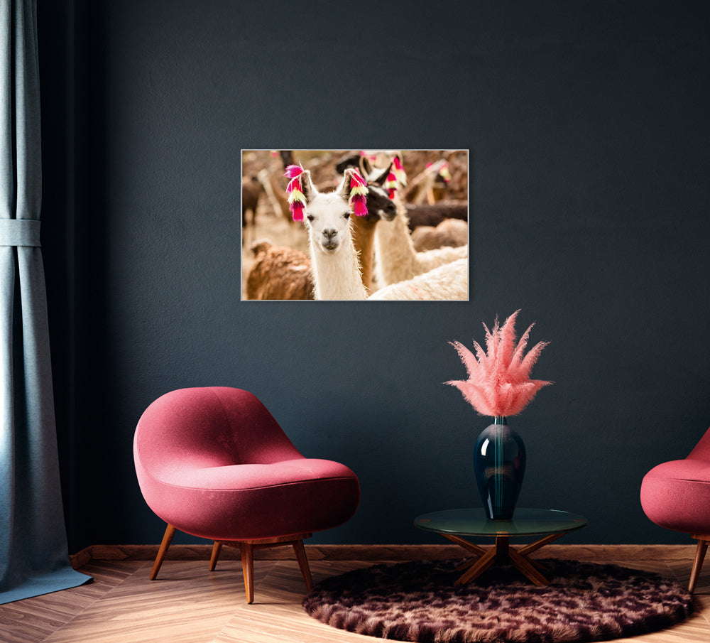 Picture &amp; frame llama with earrings