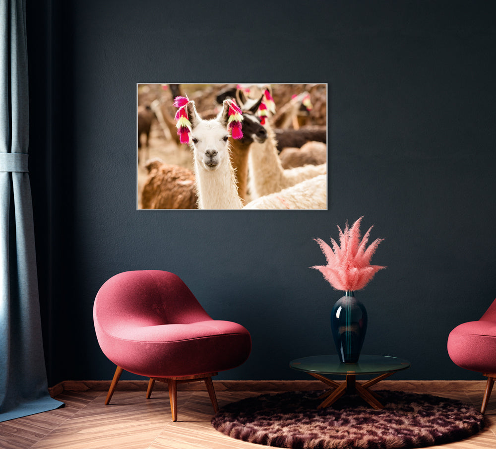 Picture &amp; frame llama with earrings