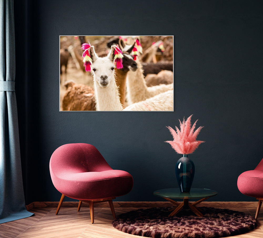 Picture &amp; frame llama with earrings