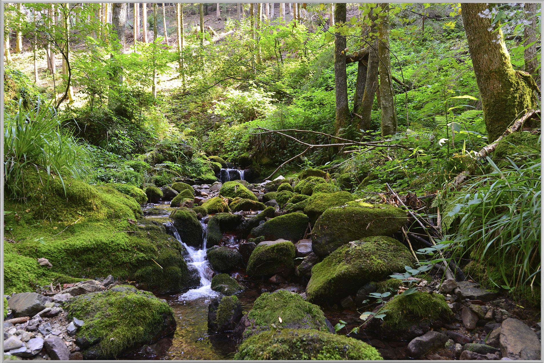 Picture &amp; Frame River in the Forest 2