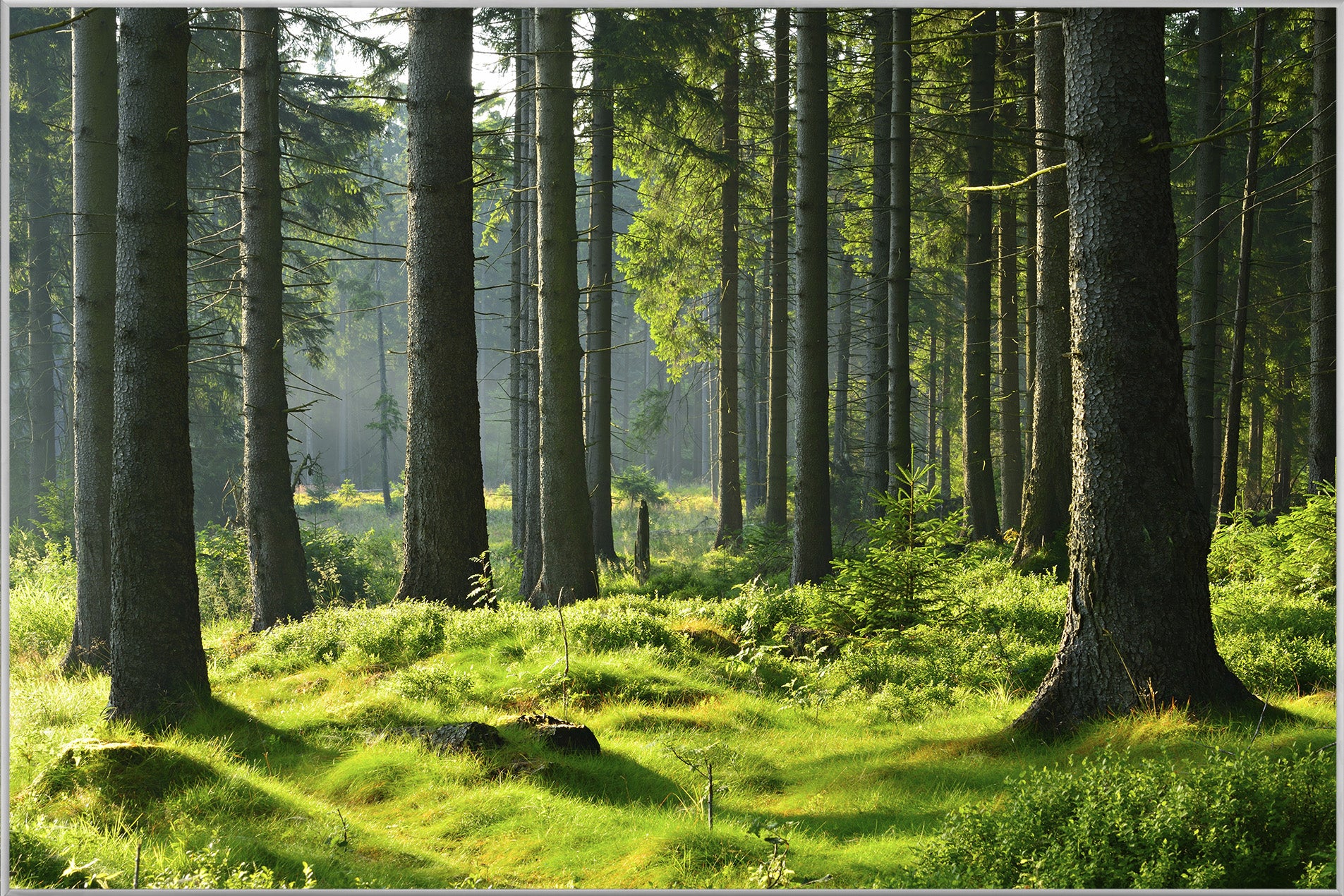 Picture &amp; Frame Hochwald