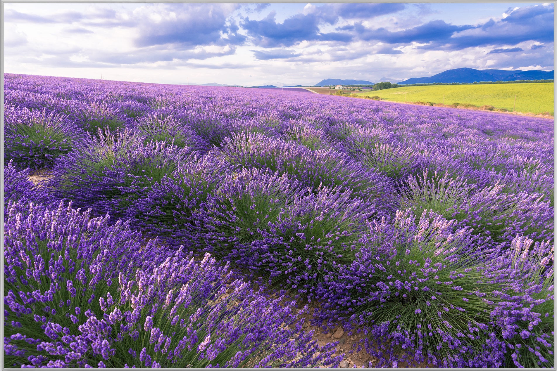 Picture &amp; Frame Lavender Field 7