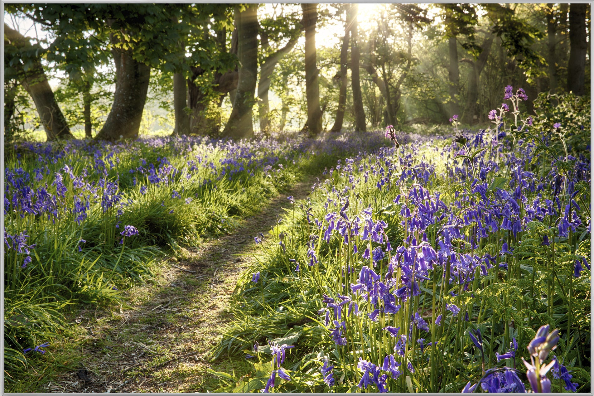 Picture &amp; Frame Forest with Lavender 2