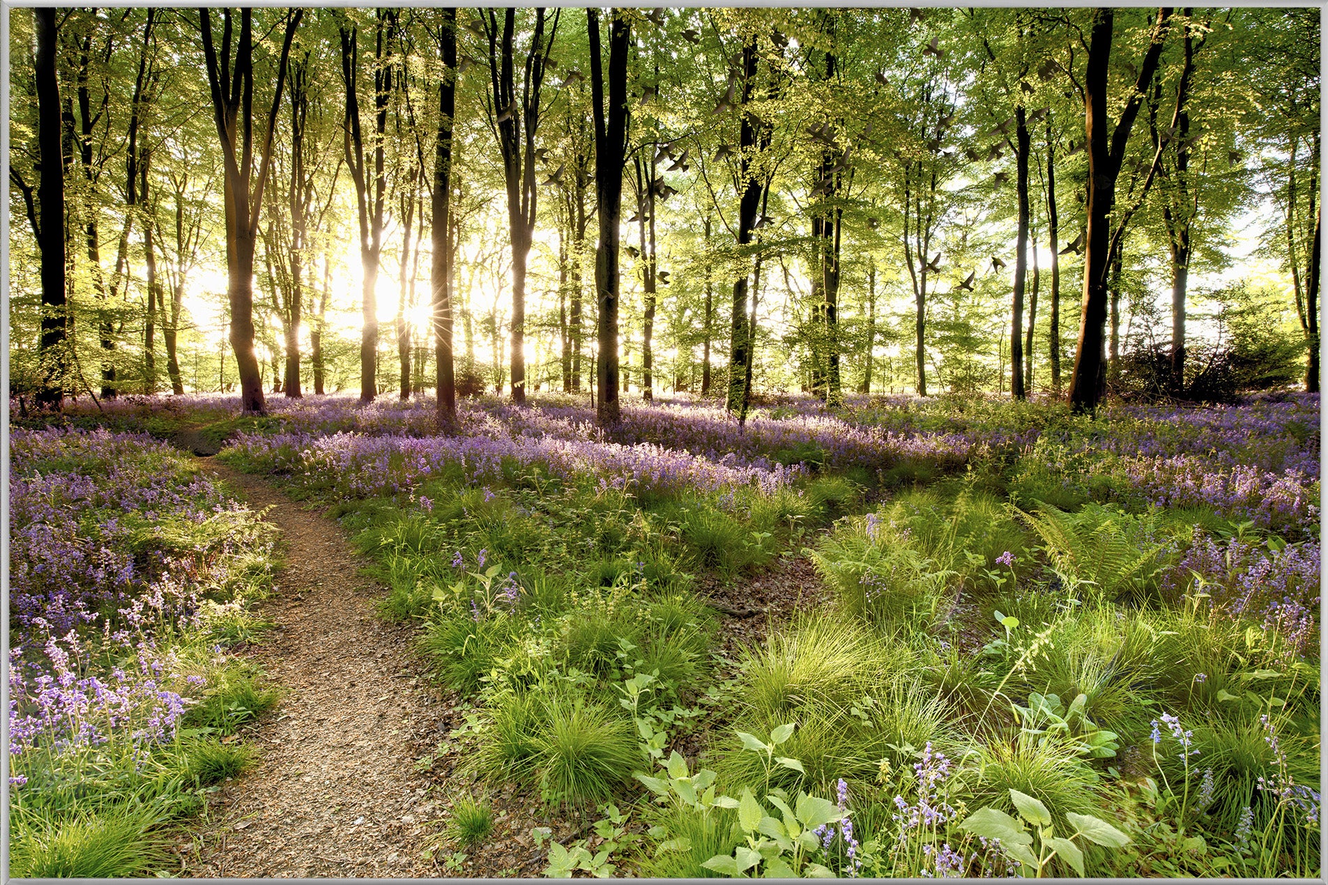 Picture &amp; Frame Forest Path