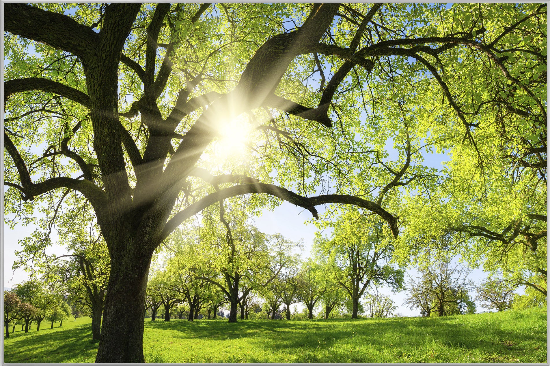Picture &amp; Frame Trees in Spring