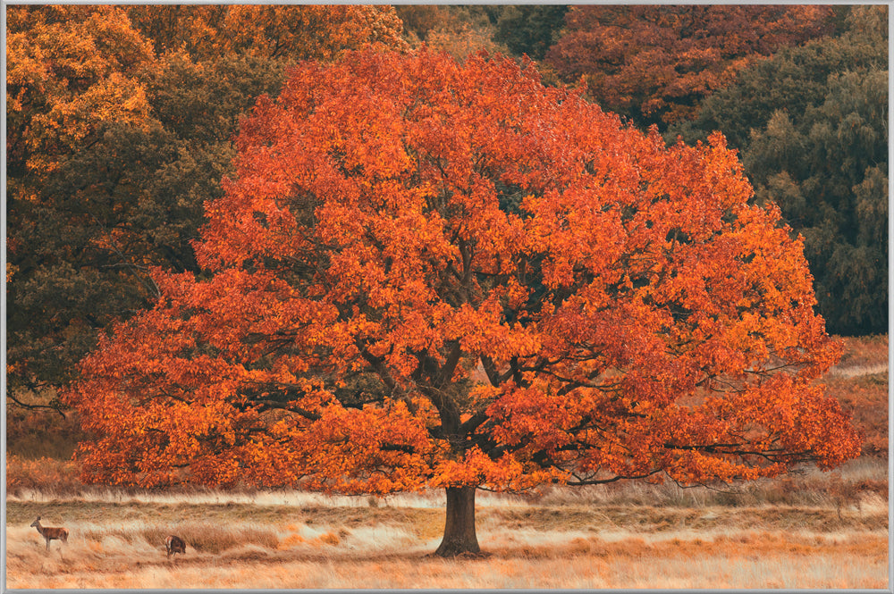 Picture &amp; Frame Autumn Tree