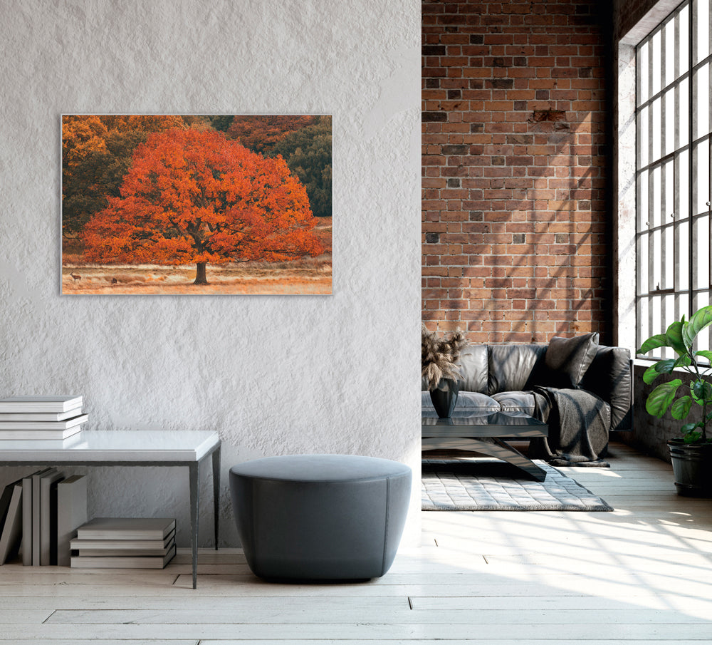 Picture &amp; Frame Autumn Tree