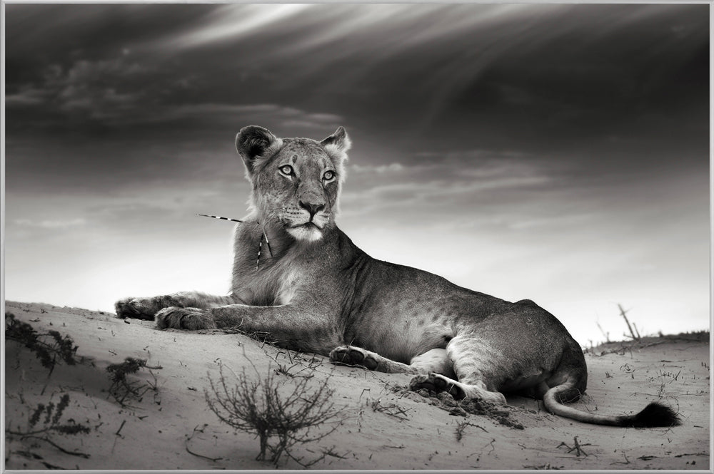 Picture &amp; Frame Lioness