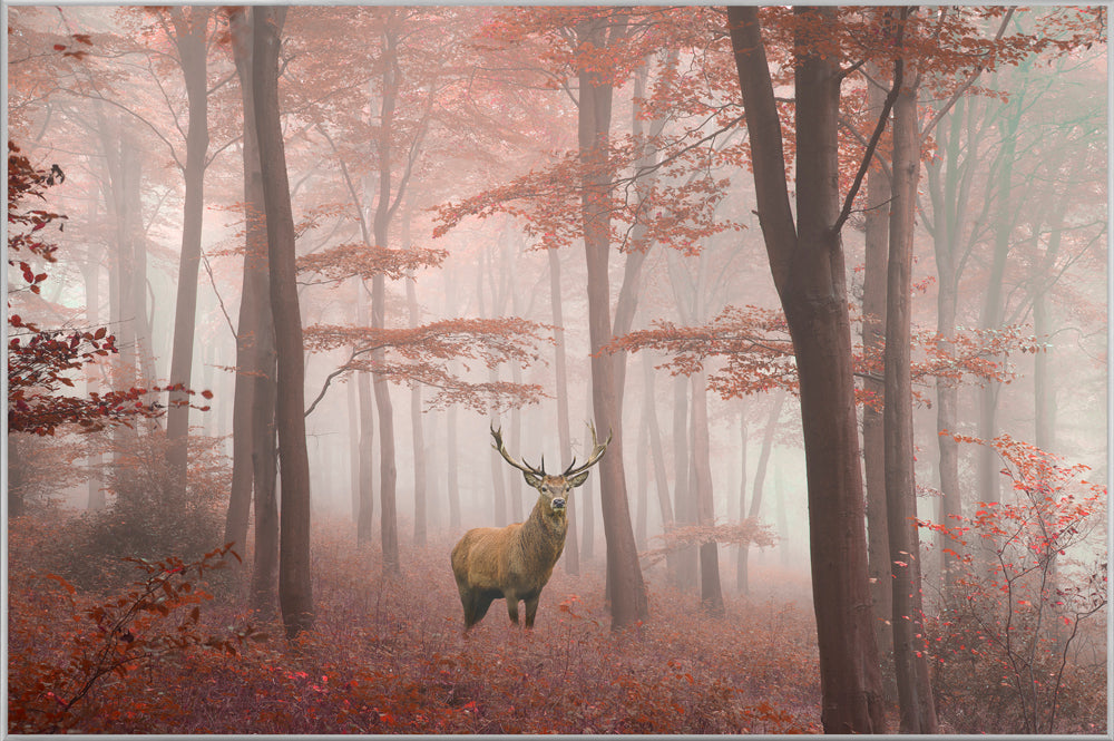 Picture &amp; Frame Deer in the Autumn Forest
