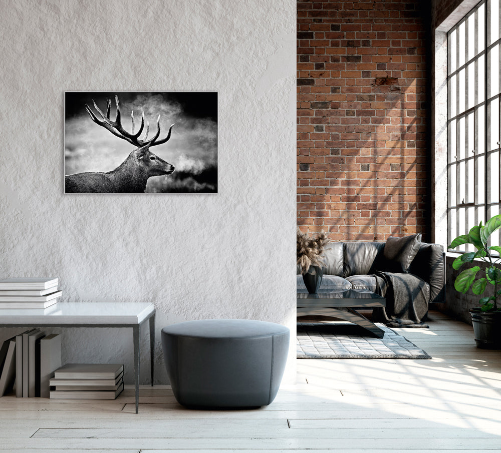 Image et cadre cerf en noir et blanc